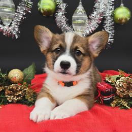German Shepherd and Pembroke Welsh Corgi Puppies from J&R Shepherds & Corgis