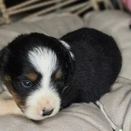 3 - Black tri female Miniature Australian Shepherd puppy in Lincoln, California from Elegant Aussies