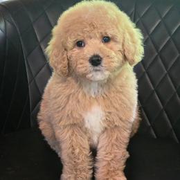 Goldfish - Yellow and white female Bernedoodle puppy in Cleveland, Georgia from Jam's Doodles And Poodles