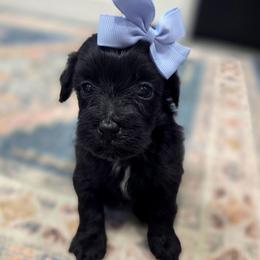 Remi (Remington) - female Cavapoochon puppy in Bullard, Texas from Cavapoochon Central LLC