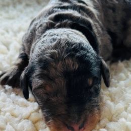 Stealth - Merle male Bernedoodle puppy in Batavia, Ohio from Donciedoodlesohio.com