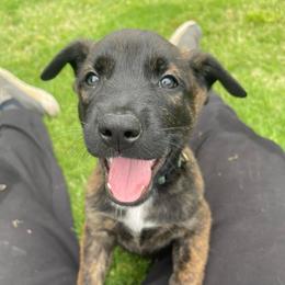 Bumi - Brindle male xDutch Shepherd puppy in Chelsea, Alabama from Alliance K9
