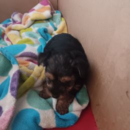 Hansel - Black and tan Yorkshire Terrier puppy in Redford Township, Michigan from Childress Yorkies