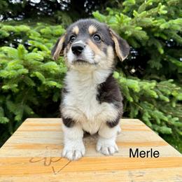 Merle - Black and tan male Pembroke Welsh Corgi puppy in Waverly, Iowa from Kindred Corgis