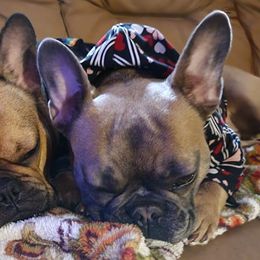French Bulldogs from Wonder’s Frenchies