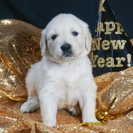 Golden Retriever Puppies from White Diamond Retrievers in the Heartland