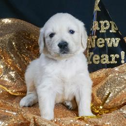 Golden Retriever Puppies from White Diamond Retrievers in the Heartland