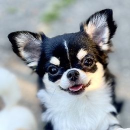 Winona (4000 USD) - Black and tan female Chihuahua puppy in Morrisville, North Carolina from Mozzafiato Chihuahuas
