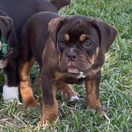 Coco - Brown brindle Olde English Bulldogge puppy in New Smyrna Beach, Florida from Boomers Bullies