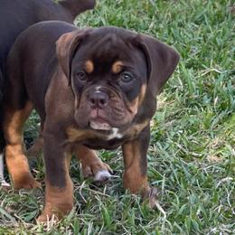 Coco - Brown brindle Olde English Bulldogge puppy in New Smyrna Beach, Florida from Boomers Bullies