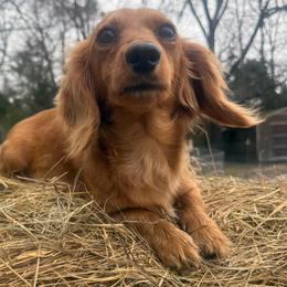 Lacy - Dachshund
