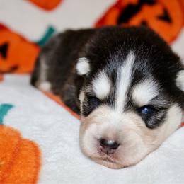 Finch - Black and white male Pomsky puppy in Centerville, Iowa from LJ Kennels Pomskies, LLC