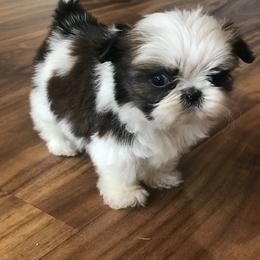Shih Tzu Puppies from Willow Lane Shih Tzus