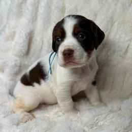 Blue boy - Tri-Roan male English Springer Spaniel puppy in Fairfield, California from Goldridge Springers
