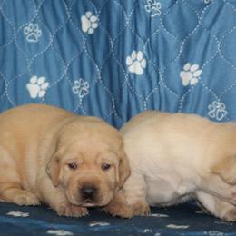 Boy 1 - Yellow male Labrador Retriever puppy in Four Oaks, North Carolina from TLC Retrievers