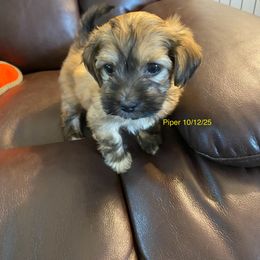Princess Piper - Red female Havanese puppy in Hudson, New York from Havanese of Claverack and Hudson Valley Labradors