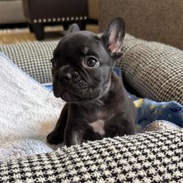 Duke - Black male French Bulldog puppy in Bolingbrook, Illinois from Flores Frenchies