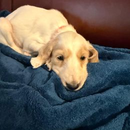 Orange Boy - Cream male Saluki puppy in Los Angeles, California from Srinagar Salukis