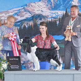 English Springer Spaniel All Grown Up from Tandem English Springer Spaniels