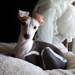 Euphoria - Italian Greyhound