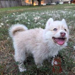 Akuma - Red and white male Pomsky puppy in Blaine, Minnesota from Yuna's Pomsky