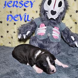 Jersey Devil (JD) - Black and white male Rat Terrier puppy in Lynn, Alabama from Cryptic Rat Terriers