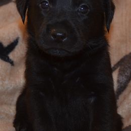 Champion Dad Felix - Black female Labrador Retriever puppy in Spring Creek, Nevada from Badland Kennel