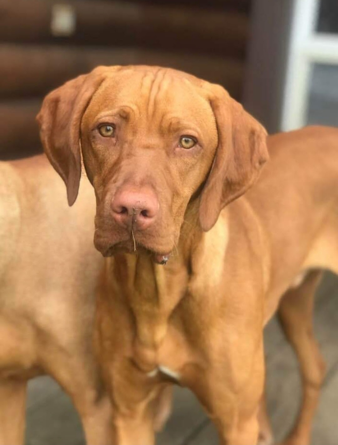 Vizslas from Amy's Vizslas