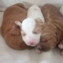 Cockapoo Puppies from Janet Campbell