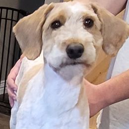 Luca - Goldendoodle