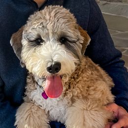 Assorted Doodle Crosses, Bernedoodle, and Goldendoodle All Grown Up from Texas Doodle Dandies