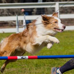 Laugh - Border Collie
