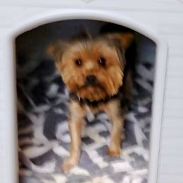 Maggie - Yorkshire Terrier