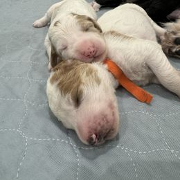 Aussiedoodle Puppies from Southwest Florida Doodles