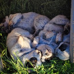 Anatolian Shepherd Dog and Australian Cattle Dog Puppies from 4D Cattle Dogs