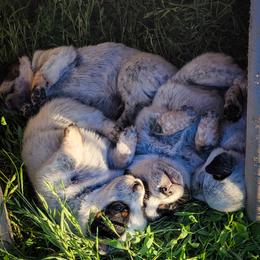 Anatolian Shepherd Dog and Australian Cattle Dog Puppies from 4D Cattle Dogs