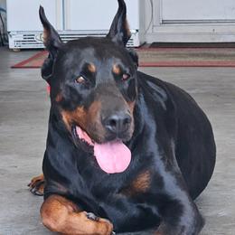 Cash - Doberman Pinscher