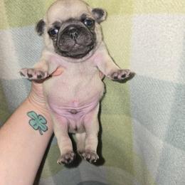 Boy 2 - Fawn male Pug puppy in Auburn, Kentucky from Prentice Family Pugs