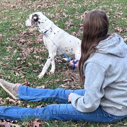 Spot - White, liver and tan male Dalmatian puppy in Sedalia, Missouri from Missouri Dalmatians