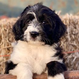 Girl 2 - Aussiedoodle puppy in Strathcona , Minnesota from North Ridge Doodles
