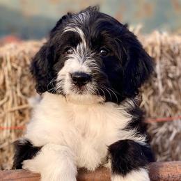 Girl 2 - Aussiedoodle puppy in Strathcona , Minnesota from North Ridge Doodles