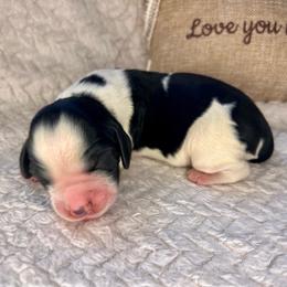 Apple - White and black female English Springer Spaniel puppy in Swainsboro, Georgia from Sweet Georgia Springers