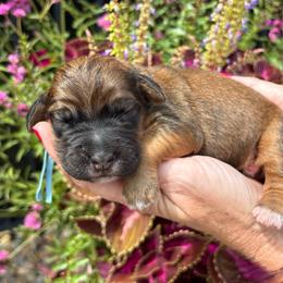 MyDarlingDoodles - Parti female Saint Berdoodle puppy in Clarence, New York from My Darling Doodles/St. Berdoodles of WNY