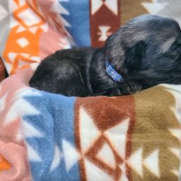 Light blue collar - Sable female German Shepherd puppy in Cadet, Missouri from Working Valley Shepherds