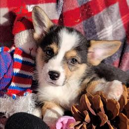 Pink Bandana girl - Black and tan female Pembroke Welsh Corgi puppy in Cherokee, Oklahoma from MCS Farms-OK
