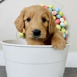 Goldendoodle Puppies from Snugglesndoodles