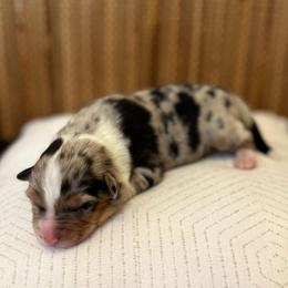 Boy 2: Blue Merle - Blue merle male Australian Shepherd puppy in St. Paul, Oregon from Raybell Ridge Farm