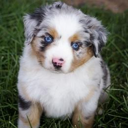 Earth - Blue merle male Miniature Australian Shepherd puppy in Enoch, Utah from Twisted H Aussies