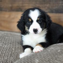 Cashew - Black tri female Miniature Australian Shepherd puppy in Killen, Alabama from Wilkers Wholehearted Mini Aussies