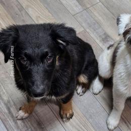 Rey - Black tri-color female Australian Shepherd puppy in Smithfield, Utah from Invictus Farms